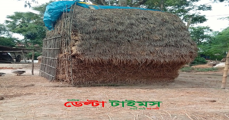 নিয়ামতপুরে খড়ের দাম বৃদ্ধি দুশ্চিন্তায় খামারিরা