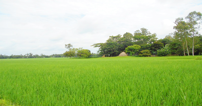 কামারখন্দে আমনের ক্ষেতে সবুজের সমারোহ