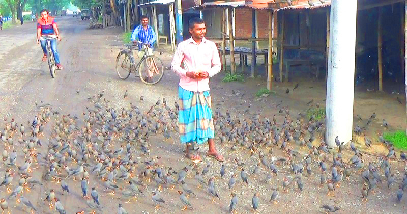 পাখির প্রতি ভ্যানচালকের ভালোবাসা