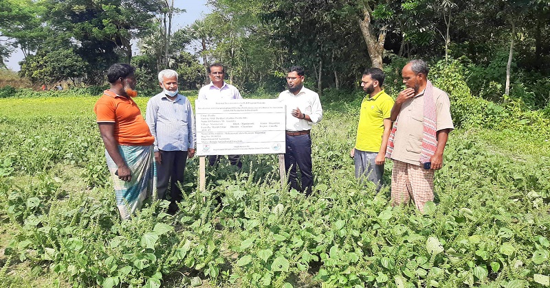 মতলব উত্তরে নতুন ফসল ‘পেরিলা’র চাষ শুরু