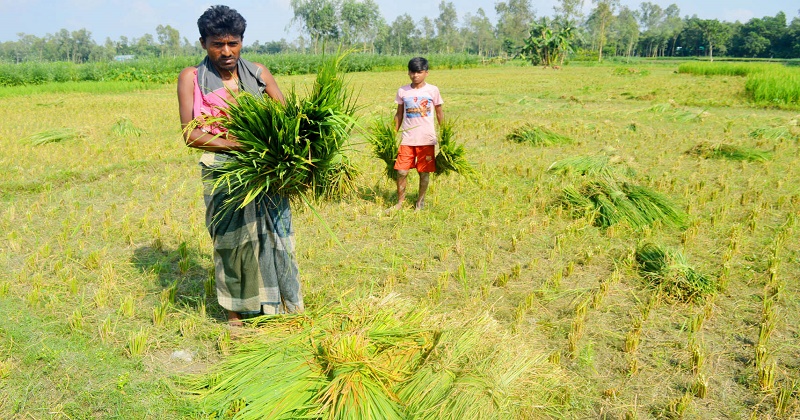ধুনটে কৃষকের ৫ বিঘা ধান ক্ষেত কেটে সাবাড়