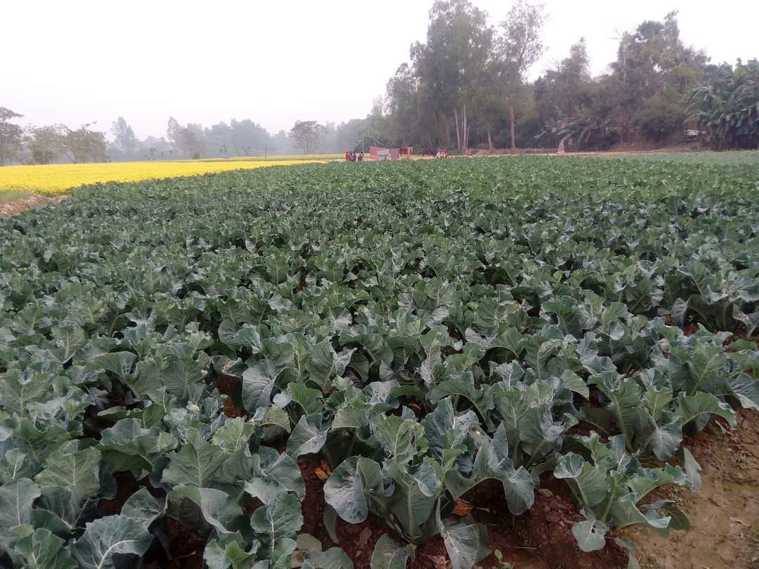 বগুড়ায় তীব্র শীত ও ঘন কুয়াশায় বিপর্যস্ত জনজীবন