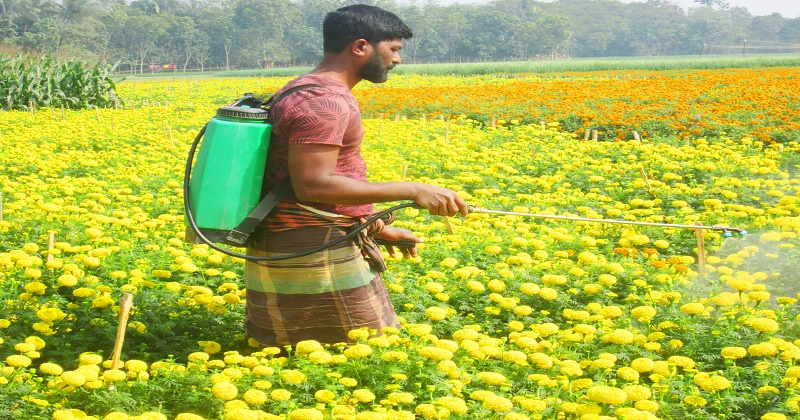 নববর্ষেকে সামনে রেখে ঝিনাইদহে ব্যস্ত ফুল চাষিরা 