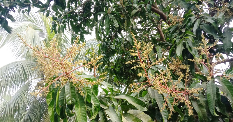 রাঙ্গাবালীতে বসন্তের আগেই গাছে গাছে আমের মুকুল