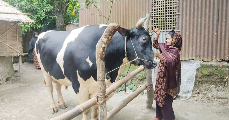 কোরবানির পশু কেনার সময় যে বিষয় অবশ্যই খেয়াল রাখবেন