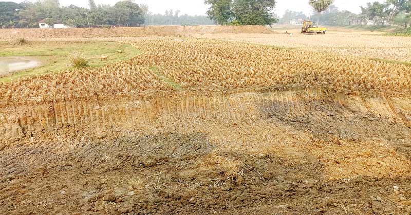 নওগাঁর মহাদেবপুরের ফসলী জমি