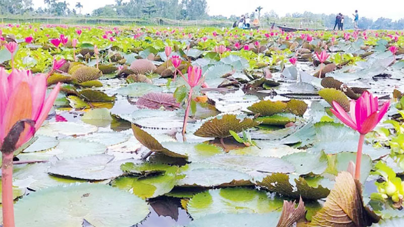 শাপলা তুলতে গিয়ে পানিতে ডুবে চার শিক্ষার্থীর প্রাণহানি